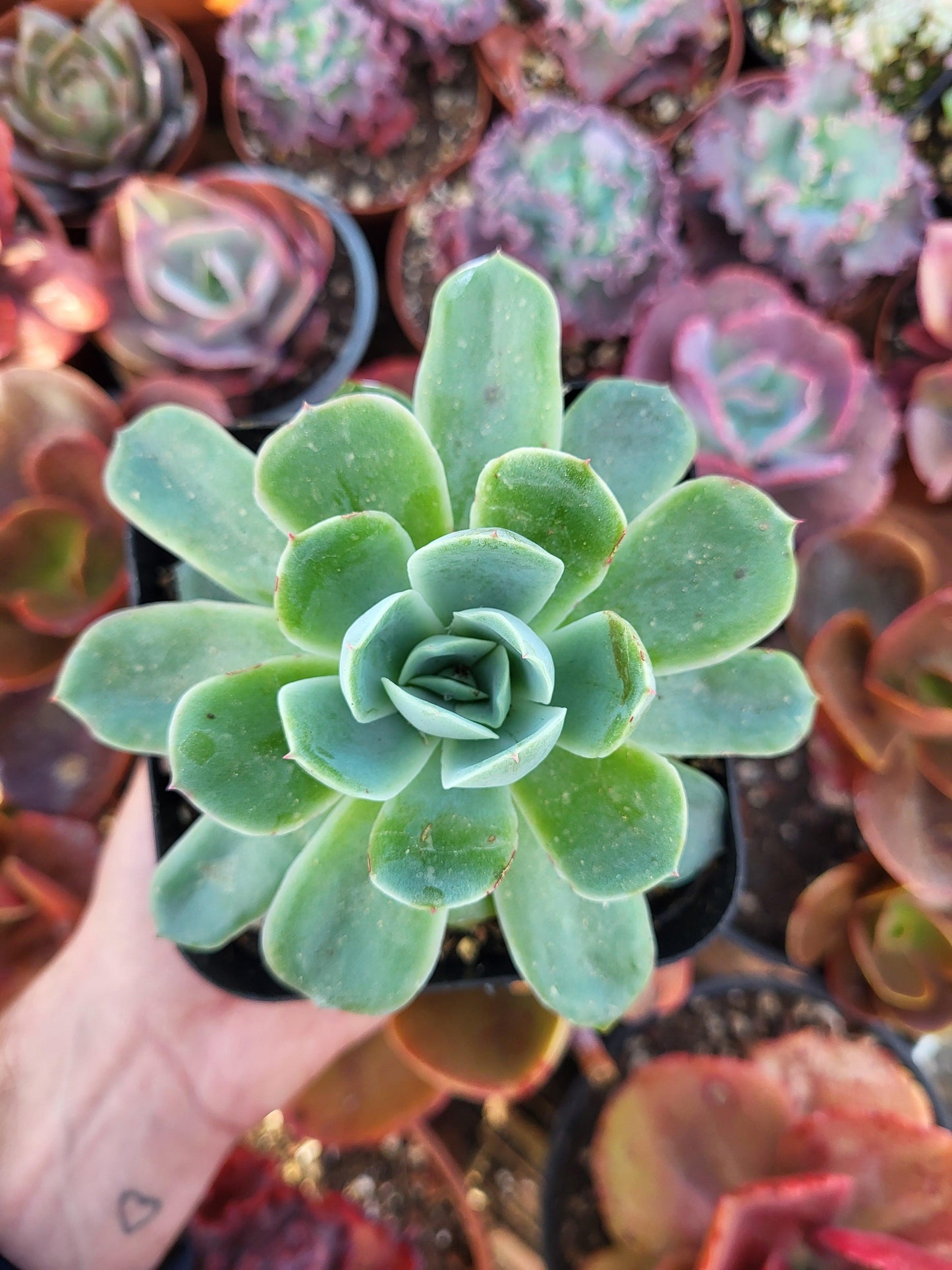 Echeveria "Isis" x Echeveria fulgens by Christophe Camassel - Succulovers