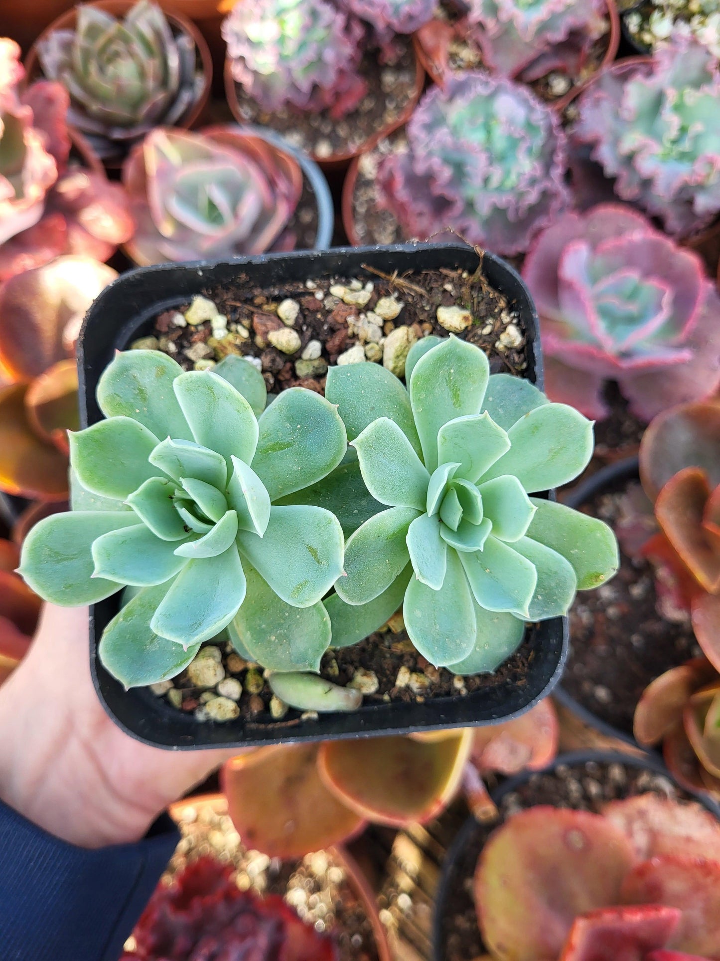 Echeveria "Coquette" by Christophe Camassel - Succulovers