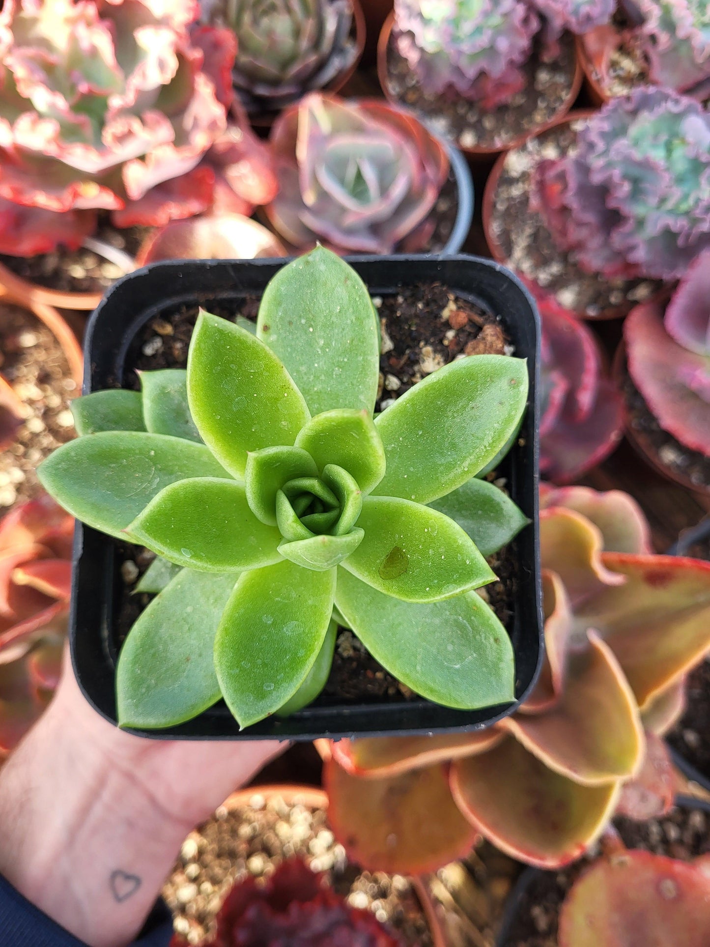 Echeveria prolifica x Echeveria fulgens by Christophe Camassel - Succulovers