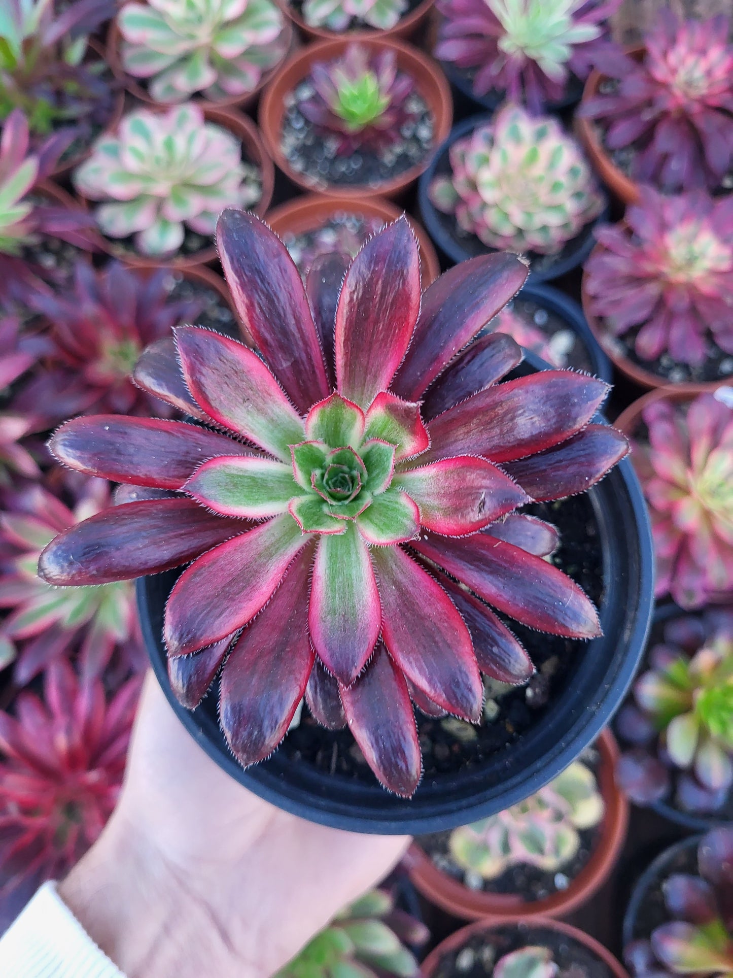 Aeonium "Peacock" variegado
