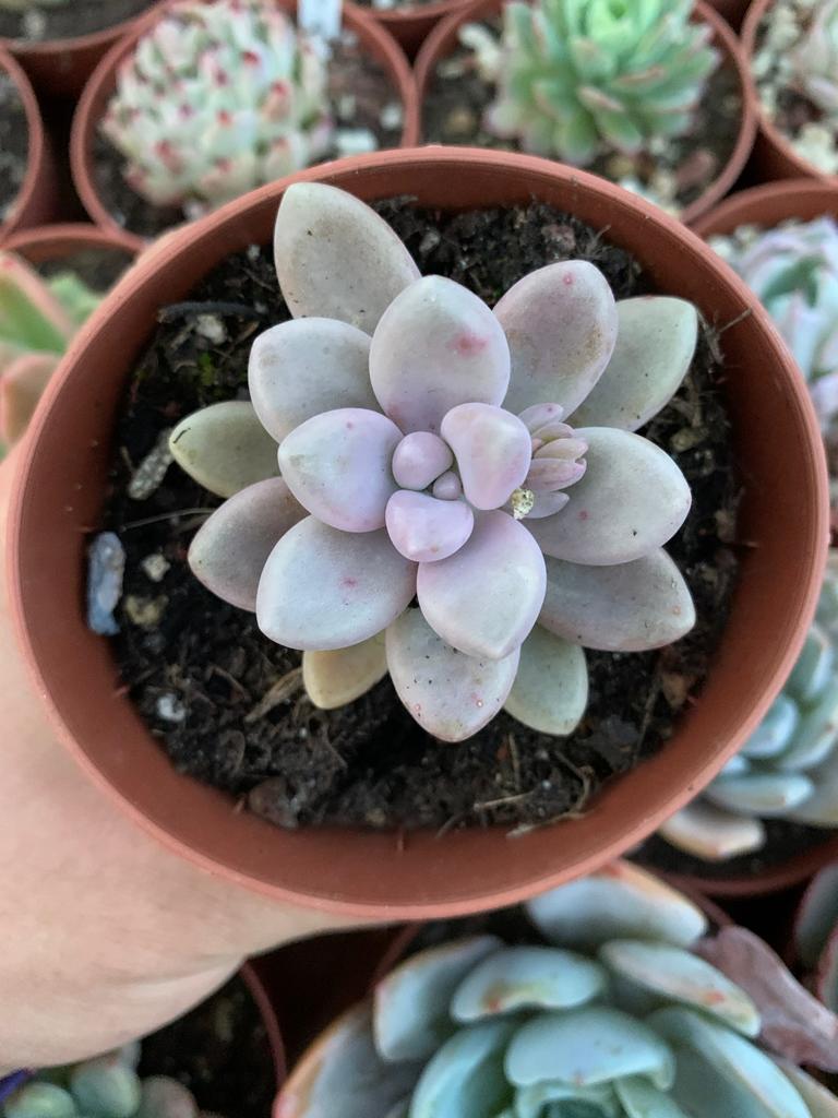 Graptophytum "Pink Moufle" Korean