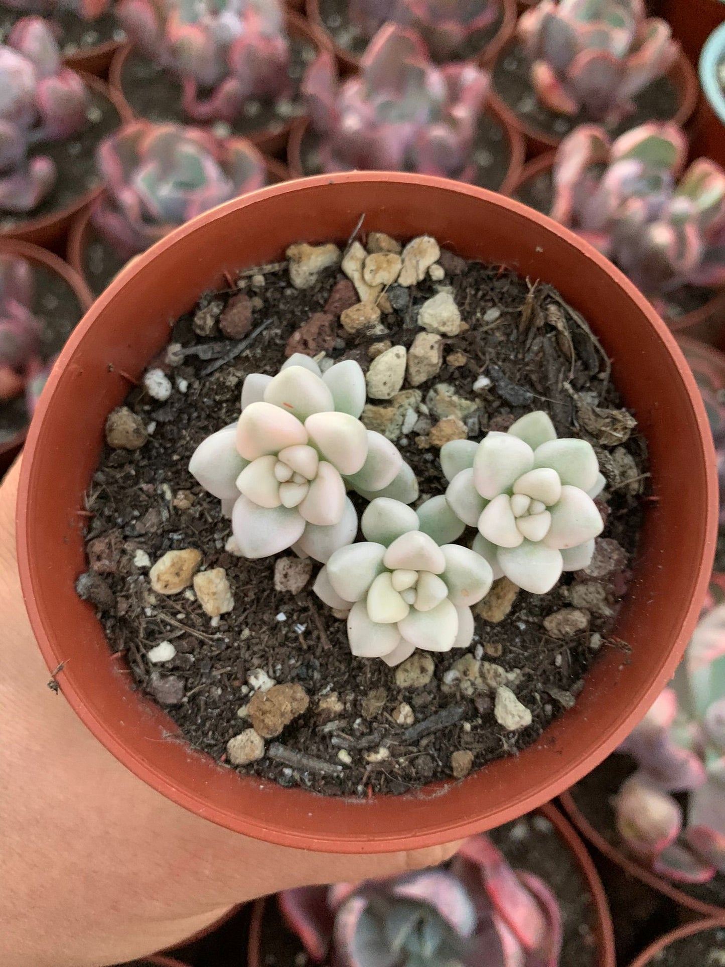 Graptopetalum mendozae variegado Korean
