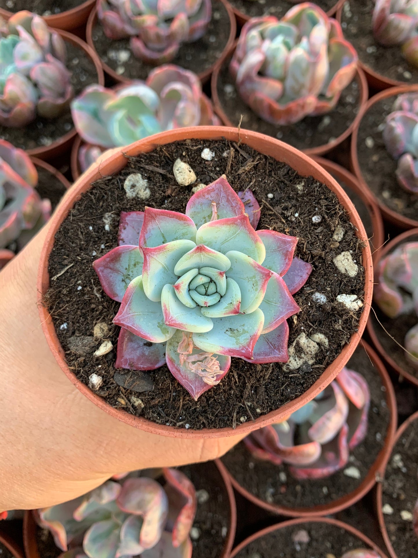 Echeveria "Fairy Queen" Korean
