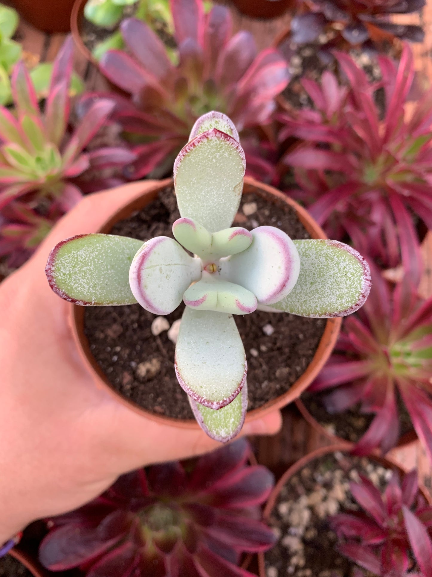 Cotyledon orbiculata "Silver Peak"