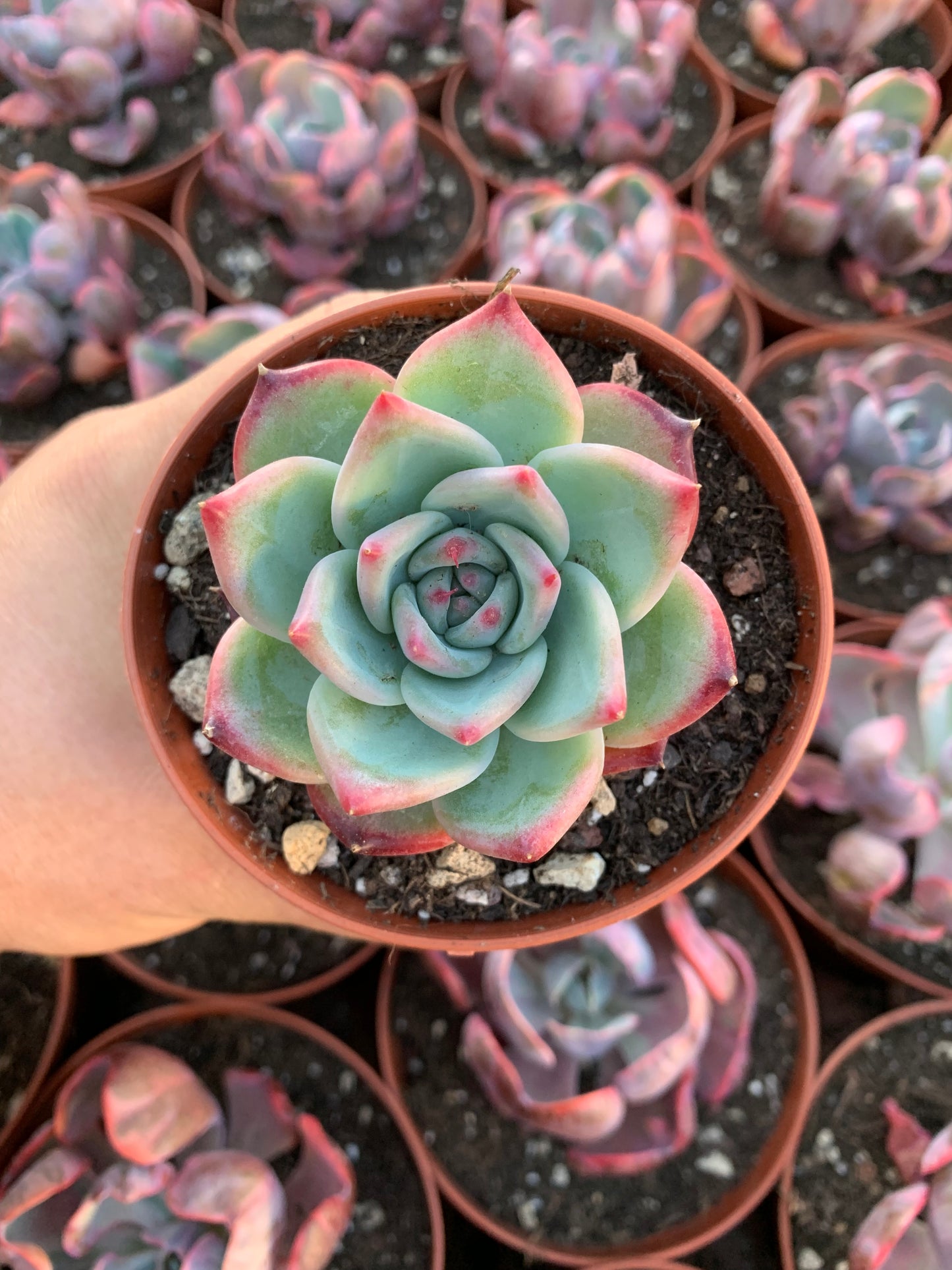 Echeveria "Bill Gates" Korean
