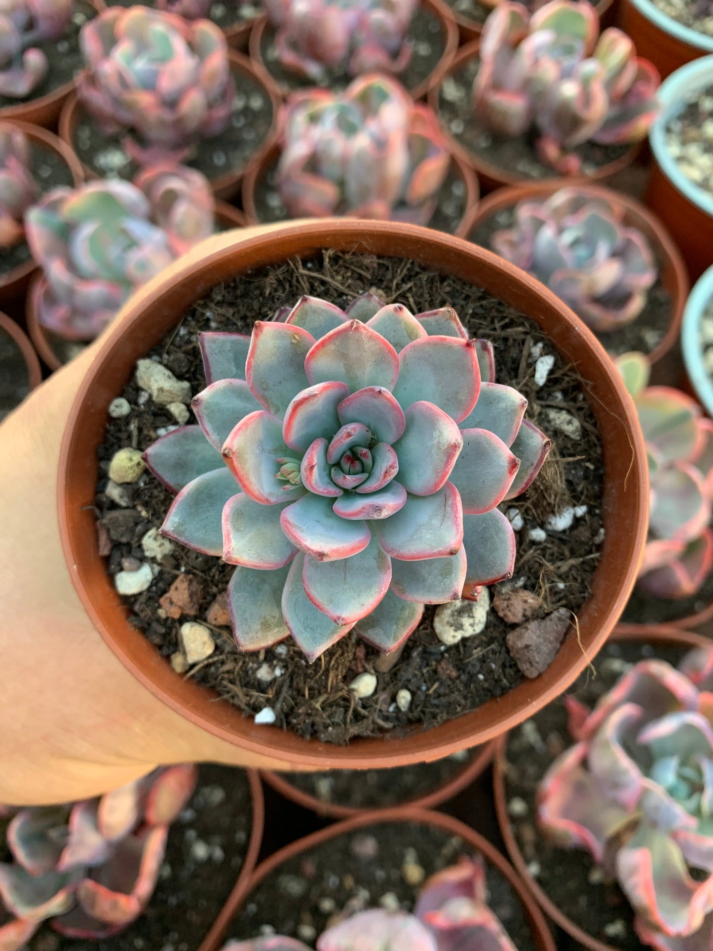 Echeveria "Punita"