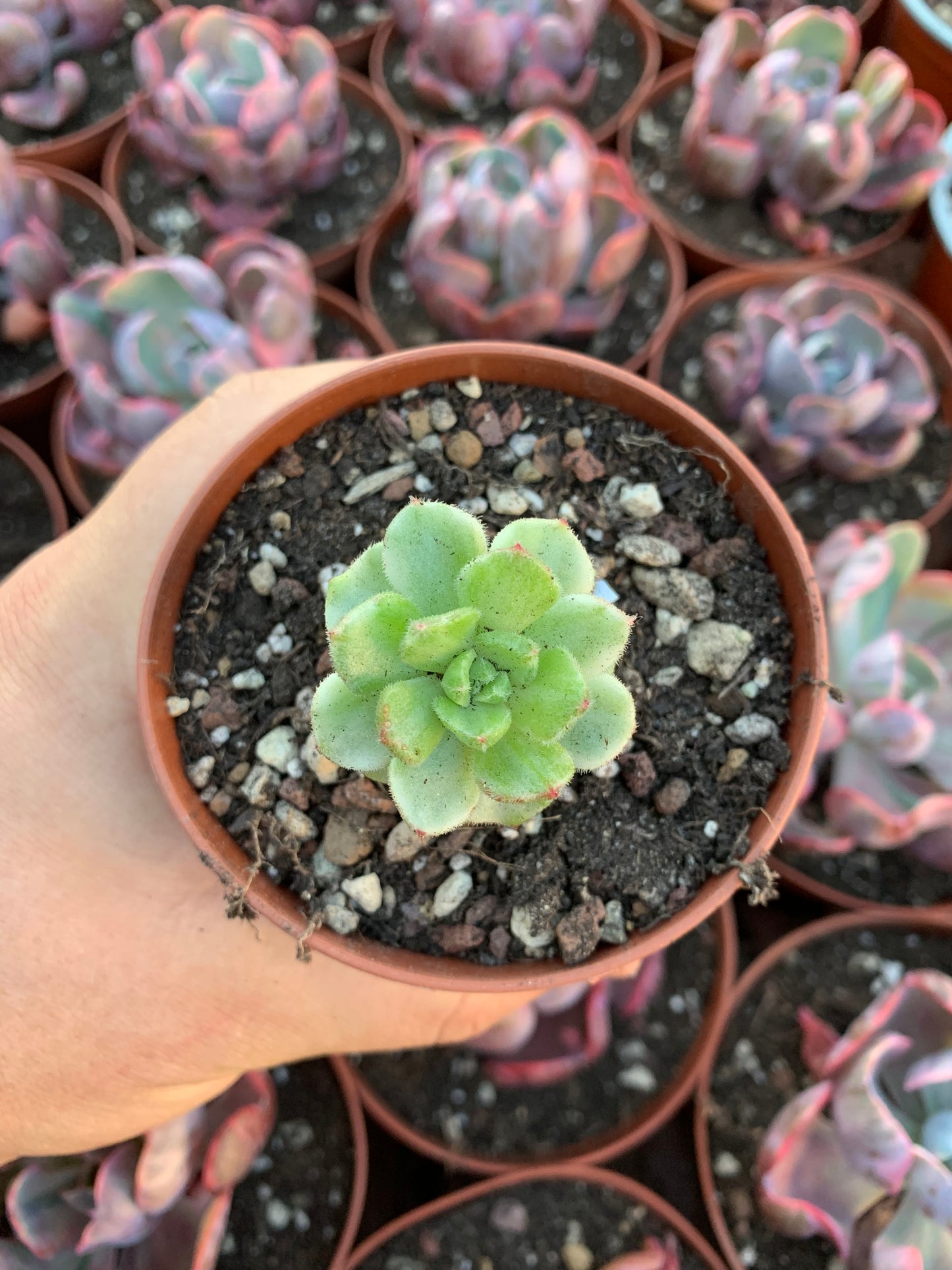 Sedeveria "Letizia" silver variegada Korean