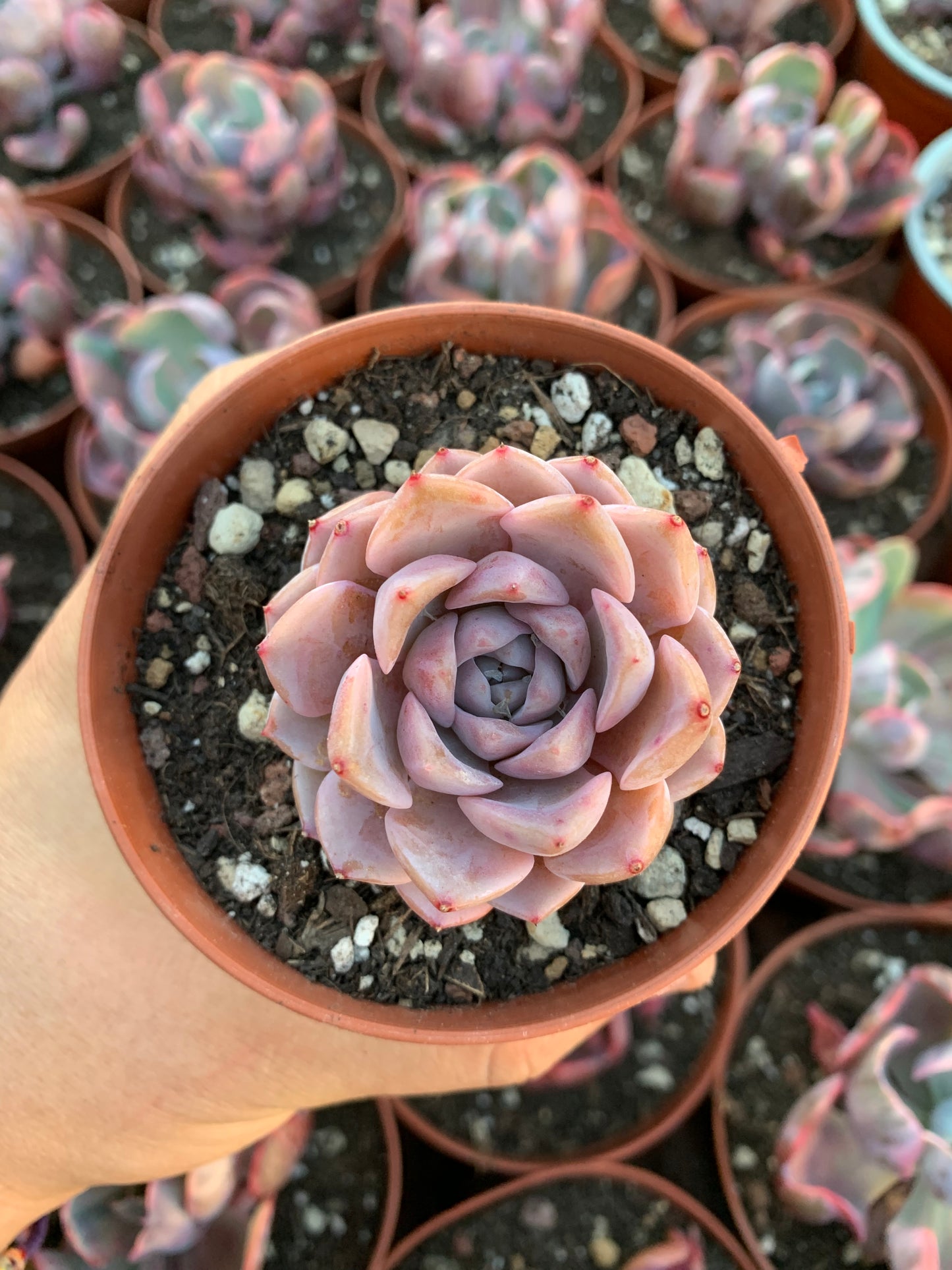 Echeveria "Grace" Korean