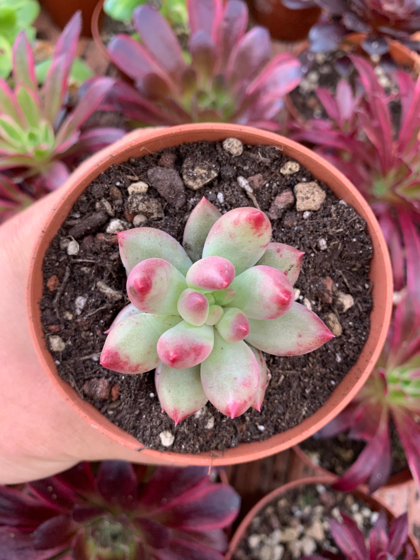 Echeveria "Yeonji" coréen
