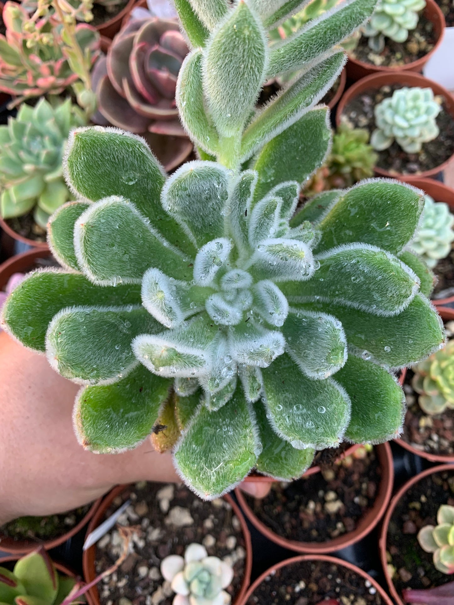Echeveria pulvinata "Frosty" Korean