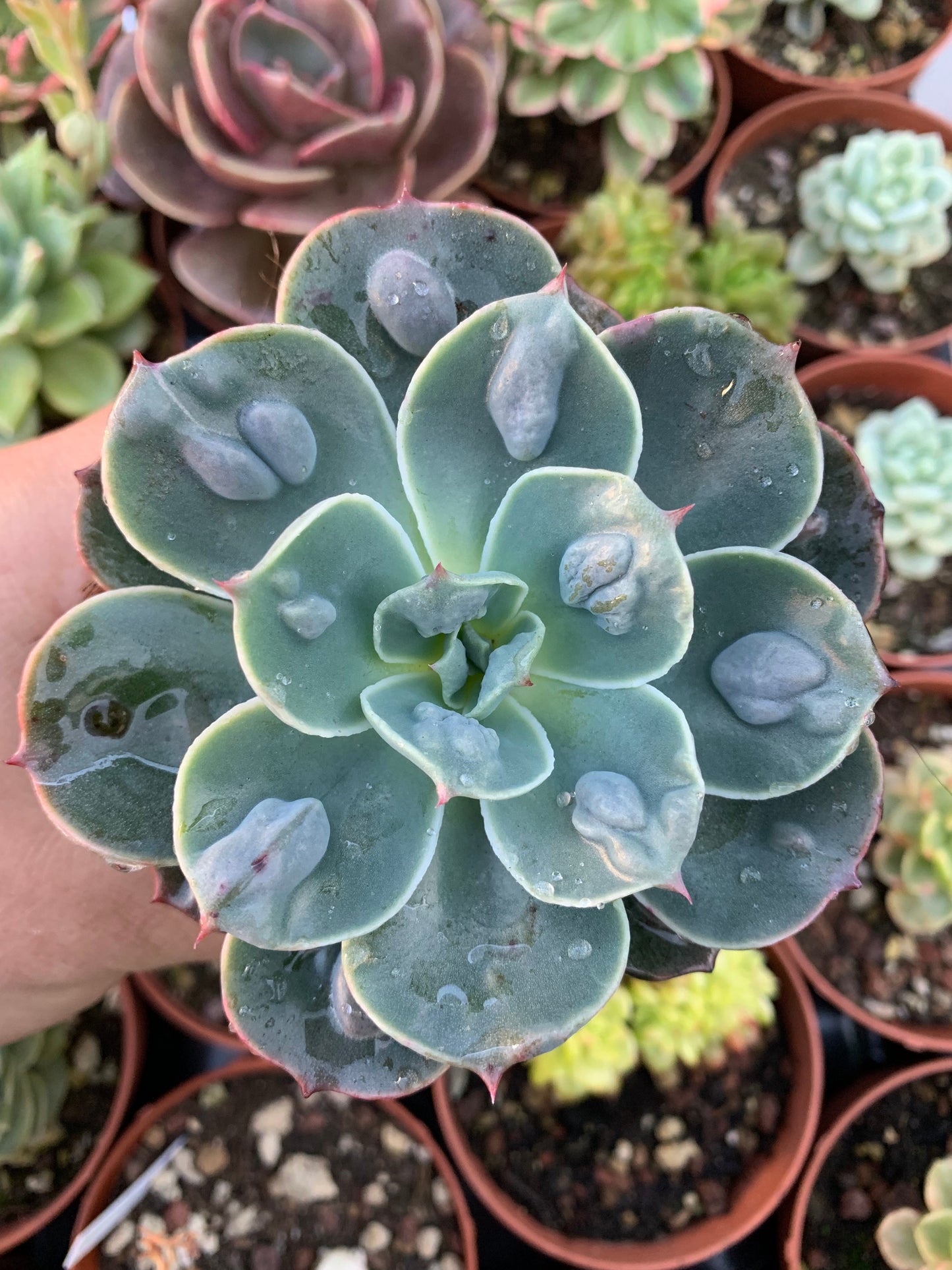 Echeveria "xRaindrops"