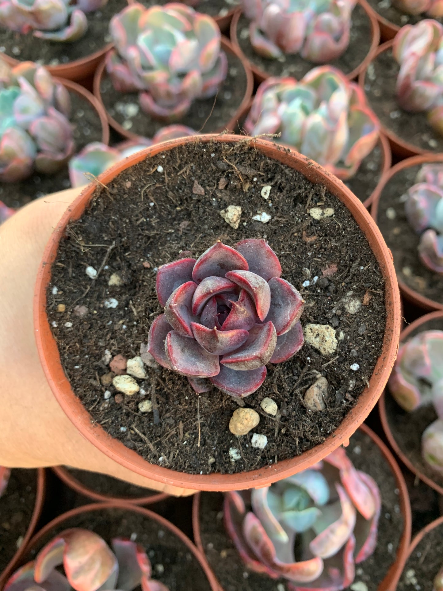 Echeveria "Meliodas" Korean