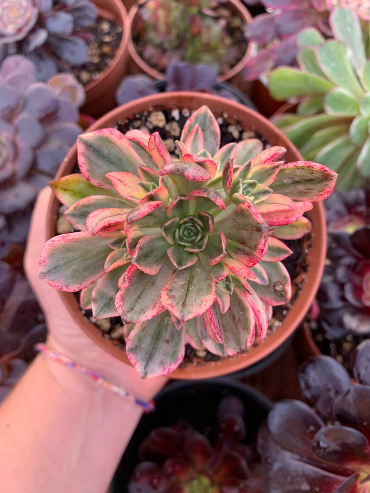 Aeonium "Tea Cup" variegado
