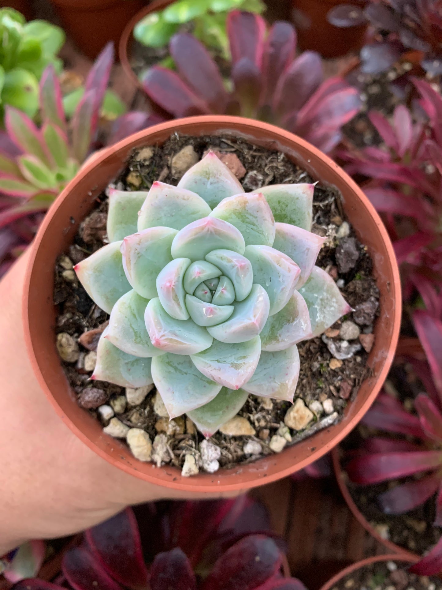 Echeveria "Alba Beauty" coreana