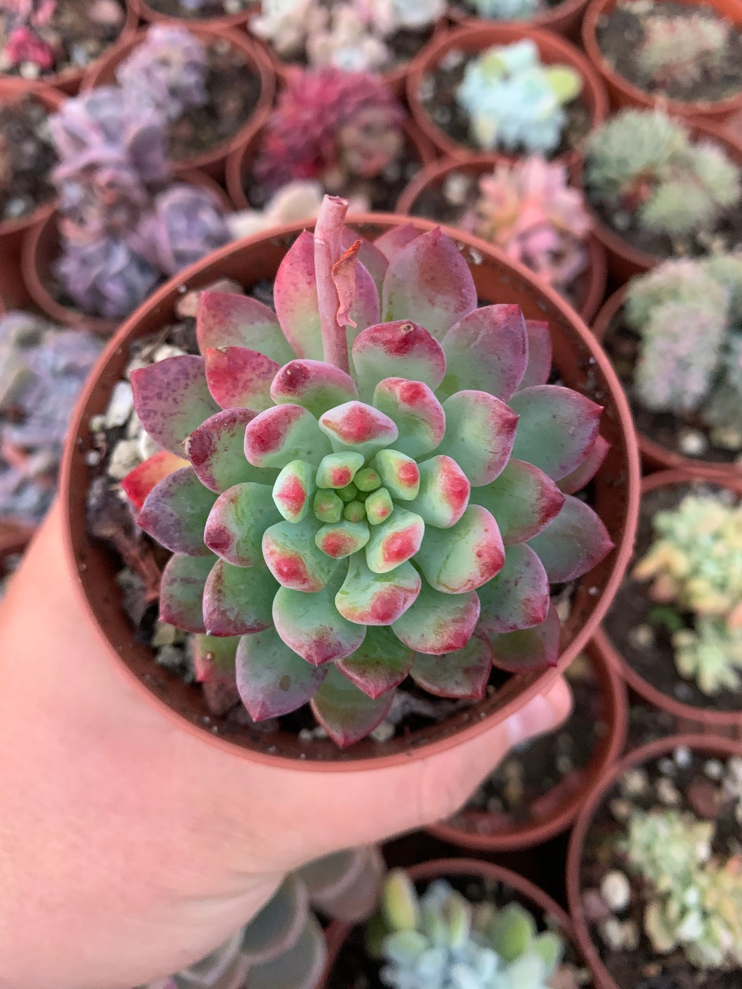 Sedeveria "Blue elf"