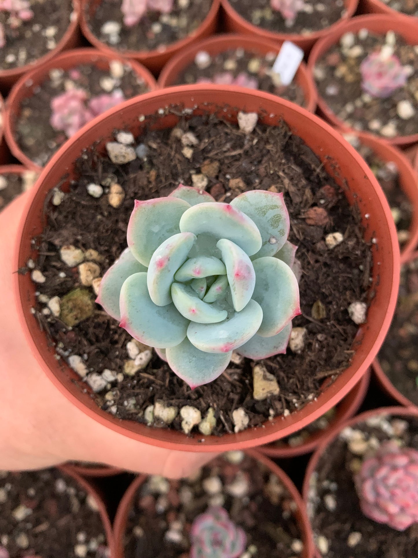 Echeveria "Promise" Korean