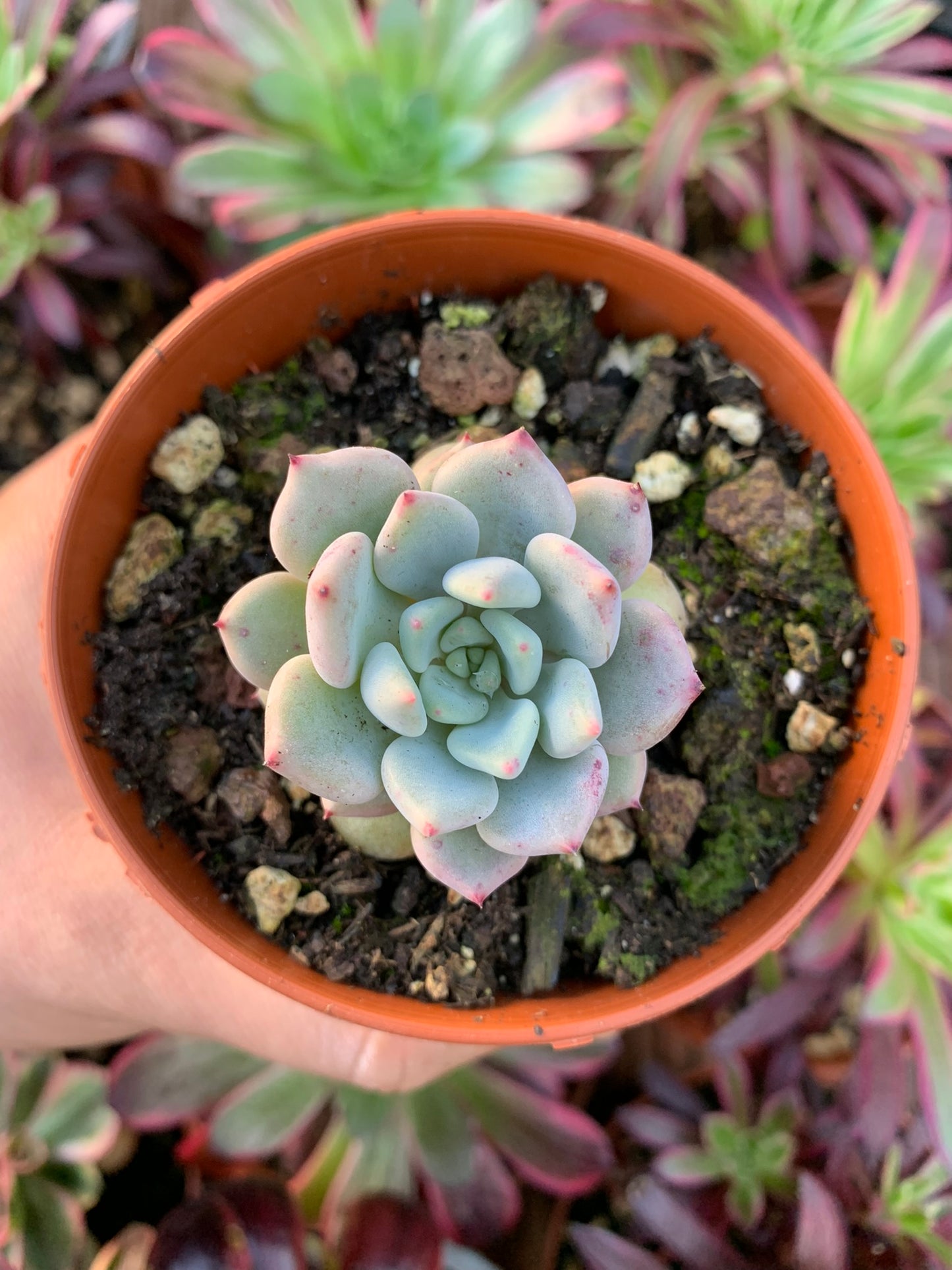 Graptoveria "Orange Sherbet" Korean