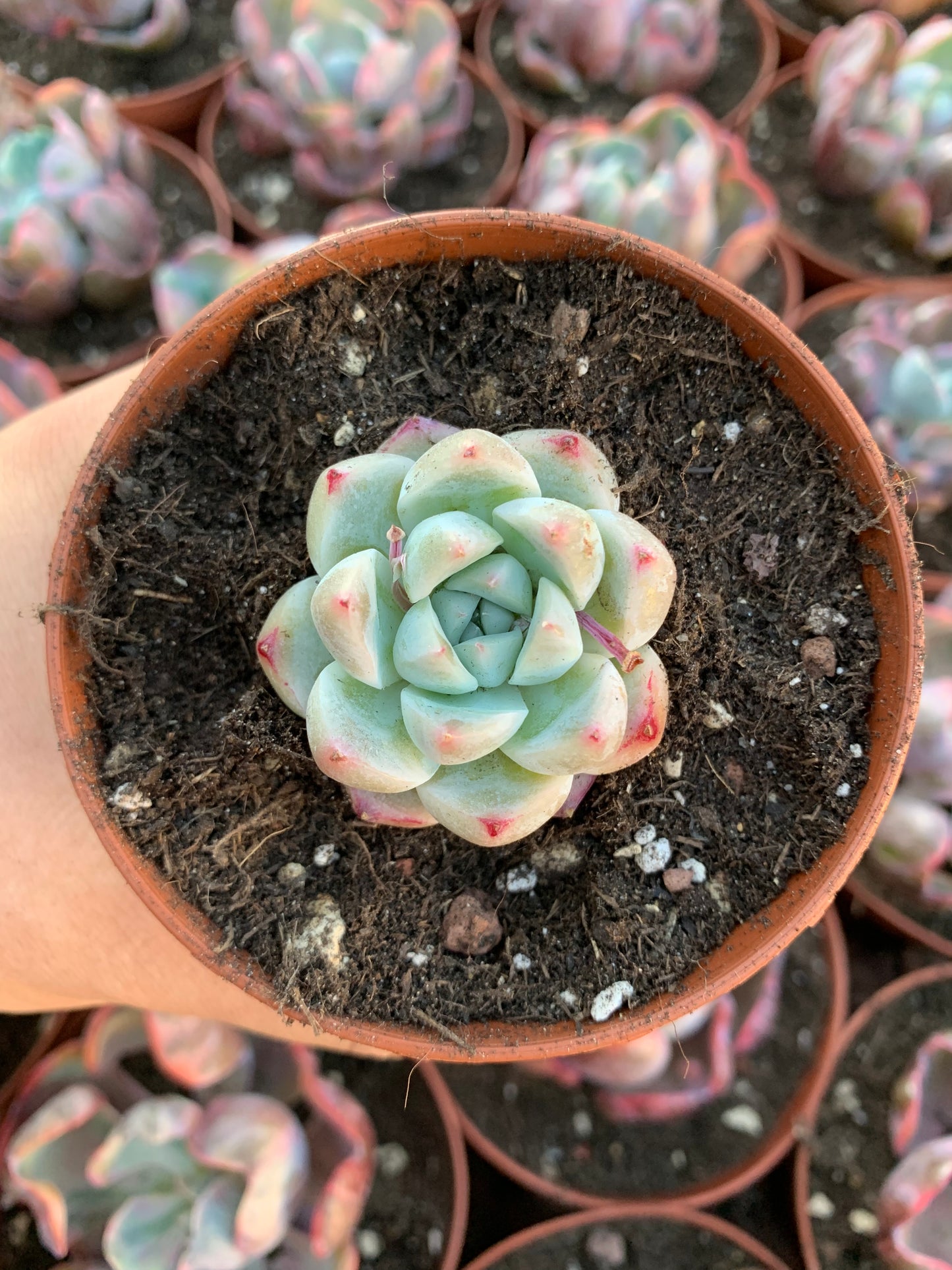 Echeveria "Xishi"