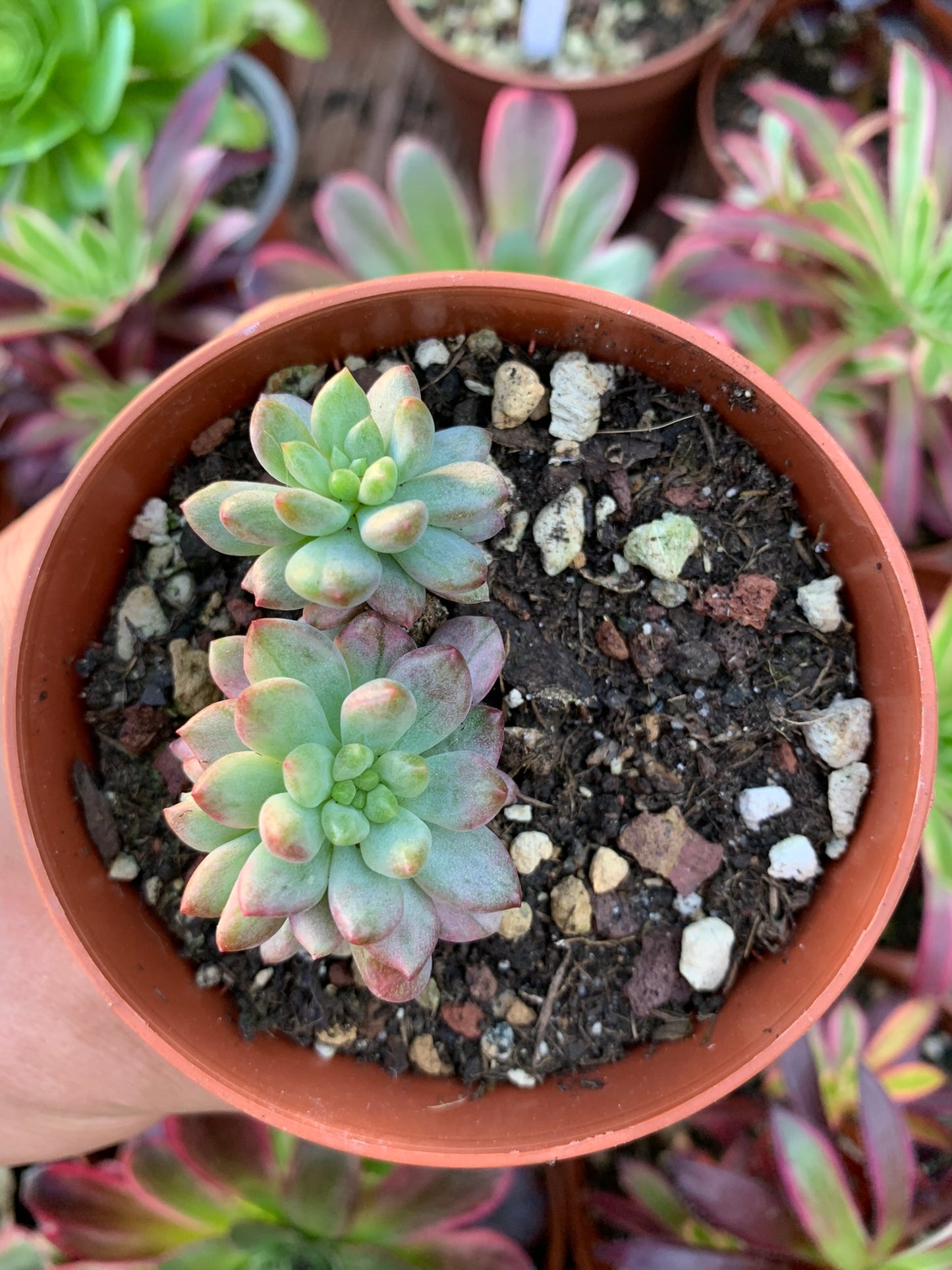 Sedeveria "Elfo blu" coreano variegato