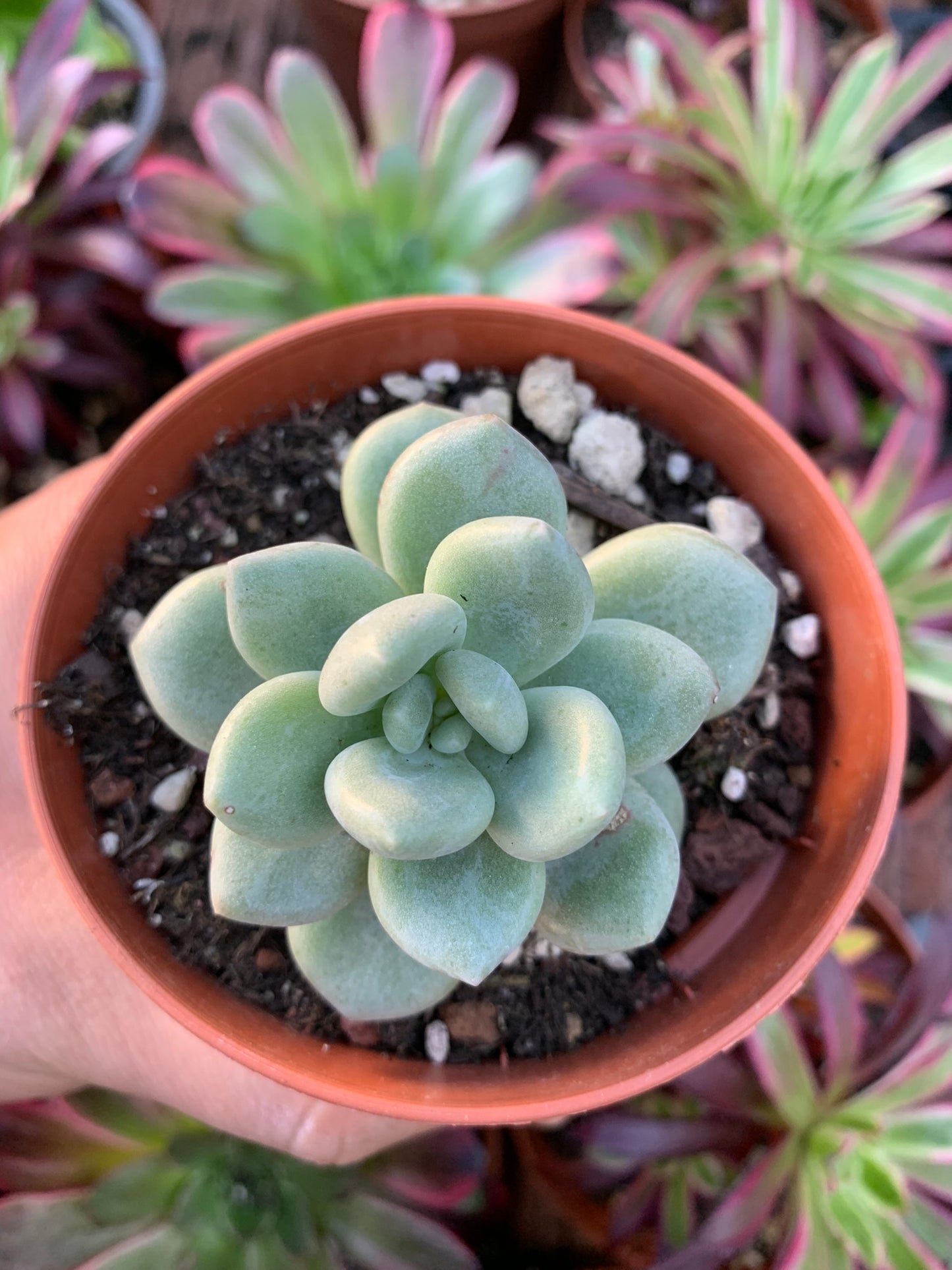 Pachyveria "Sorvete" Coreano
