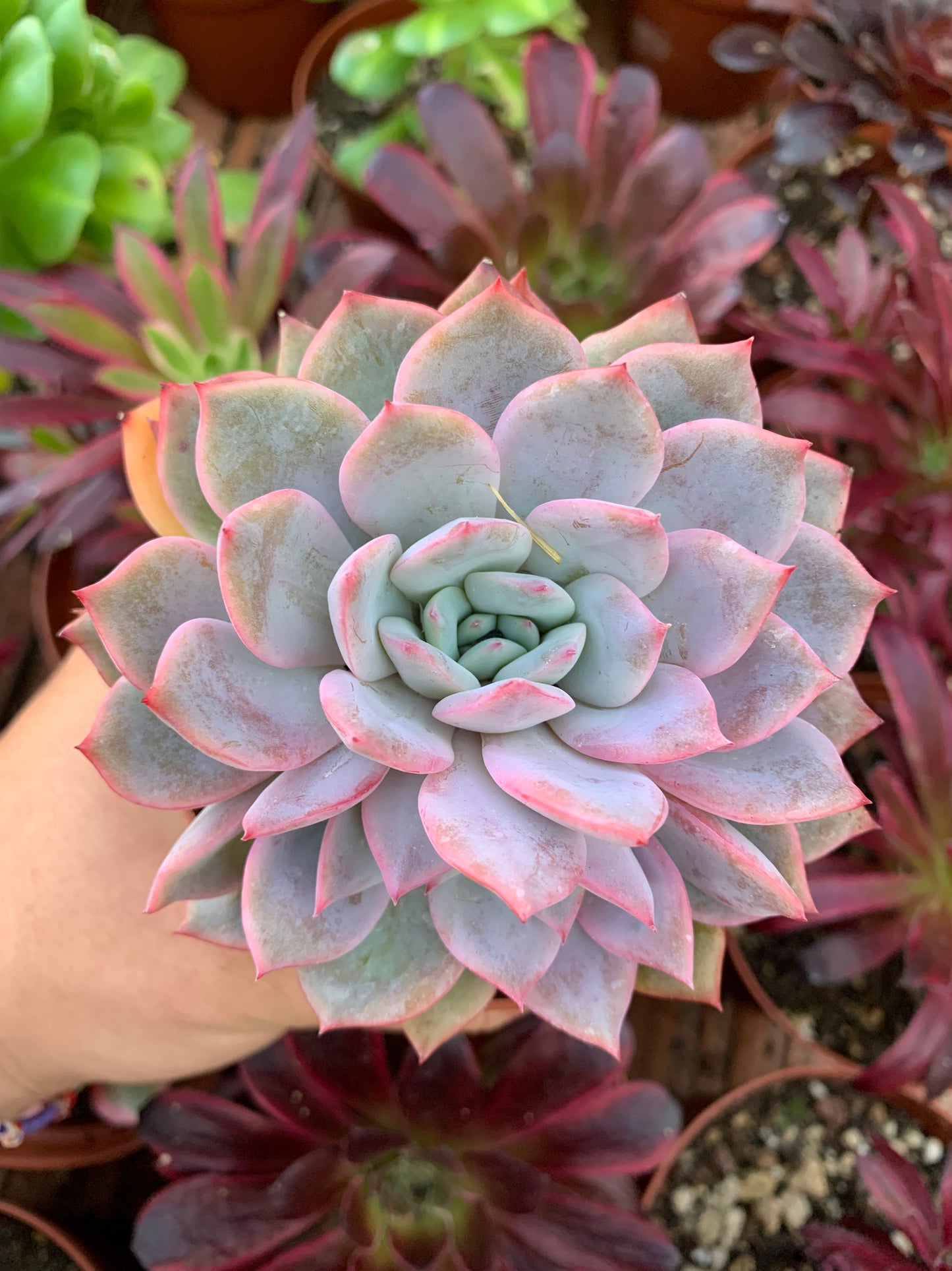 Echeveria "Red Power" Korean