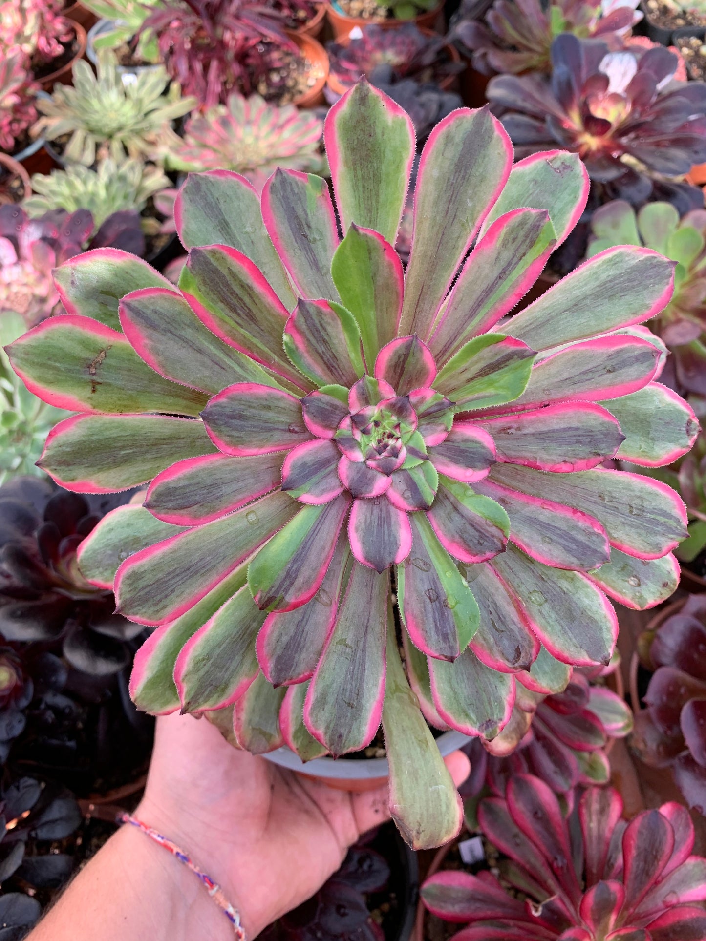 Aeonium Variegado en REPOSO PROXIMAMENTE otra vez en STOCK
