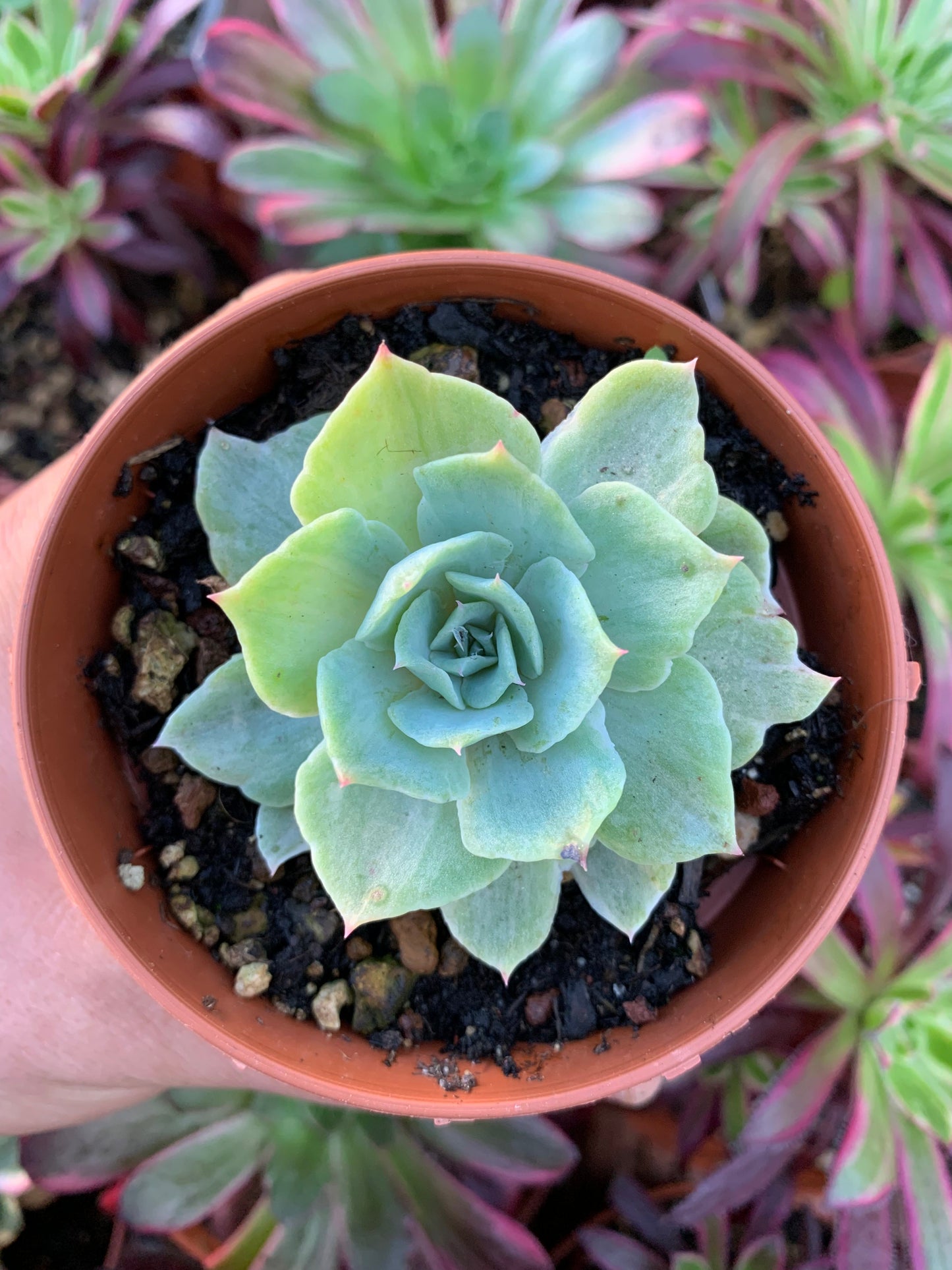 Echeveria "Silver Queen" coreana variegata