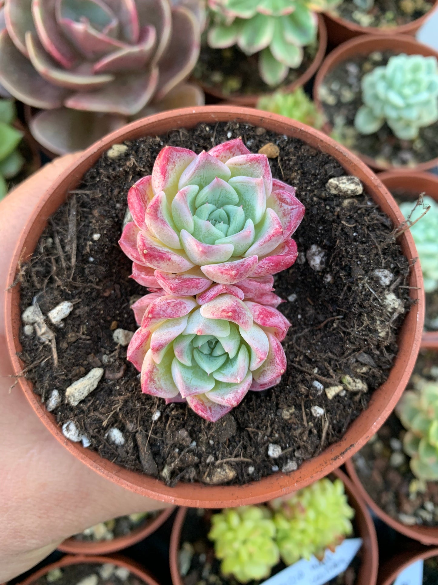 Echeveria "Red Cat" (E. hyalina x E. sarahime) Korean by ChangHee