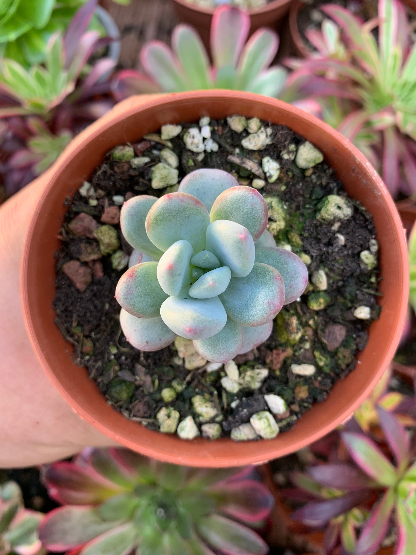 Pachyveria "Tamazo" coreana (E. colorata x P. oviferum)
