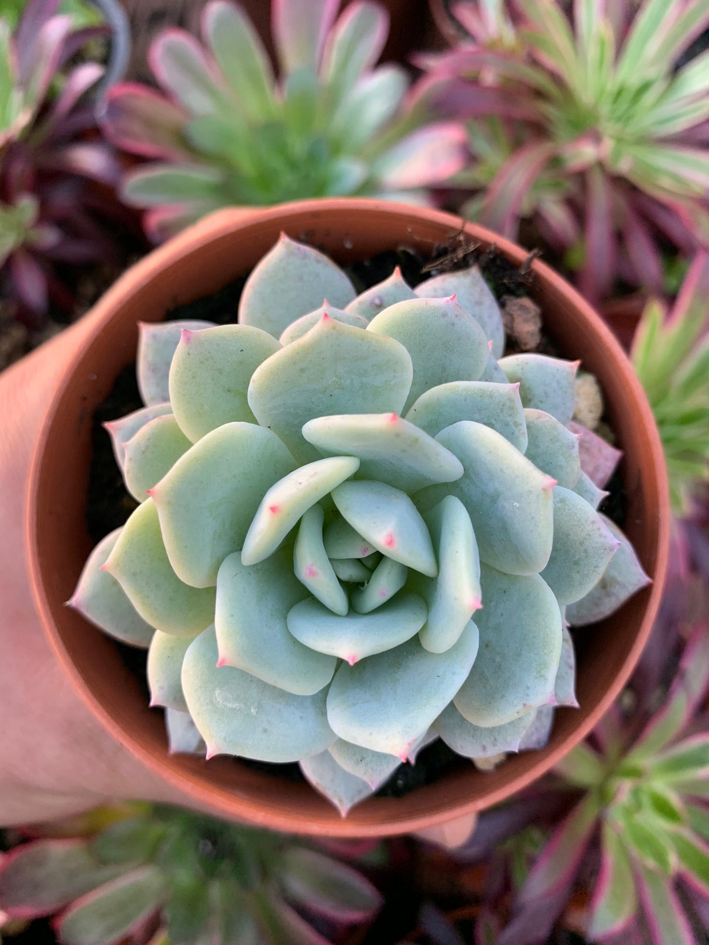 Echeveria "Derlu" (EN. laui x EL. derenbergii) Coréen par Air Magic
