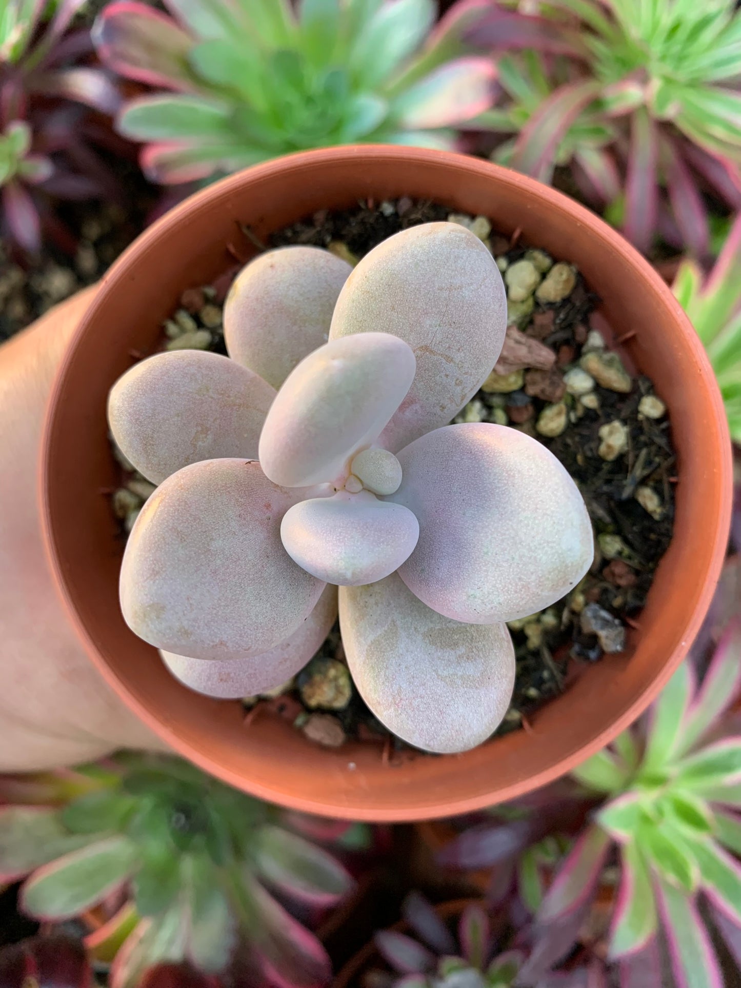 Graptopetalum "Amazoness" korean