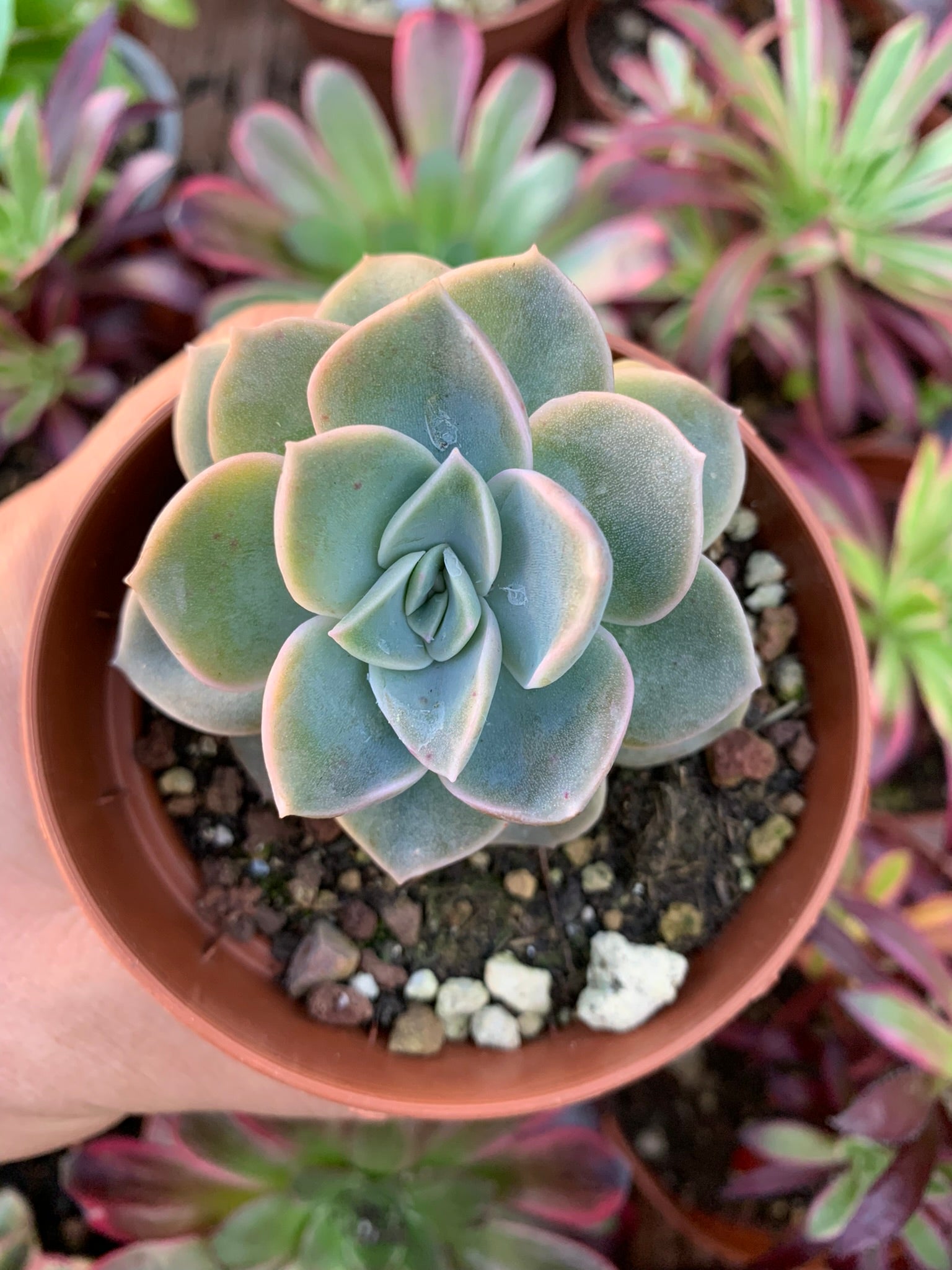 harry watson succulent Graptoveria "Harry Watson" Korean – Succulovers
