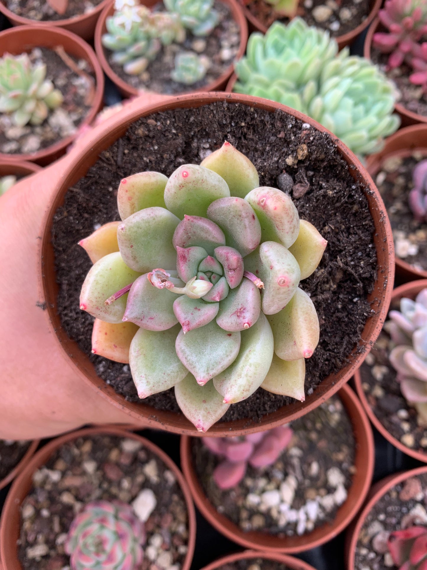 Echeveria "Sugar Heart Velvet"