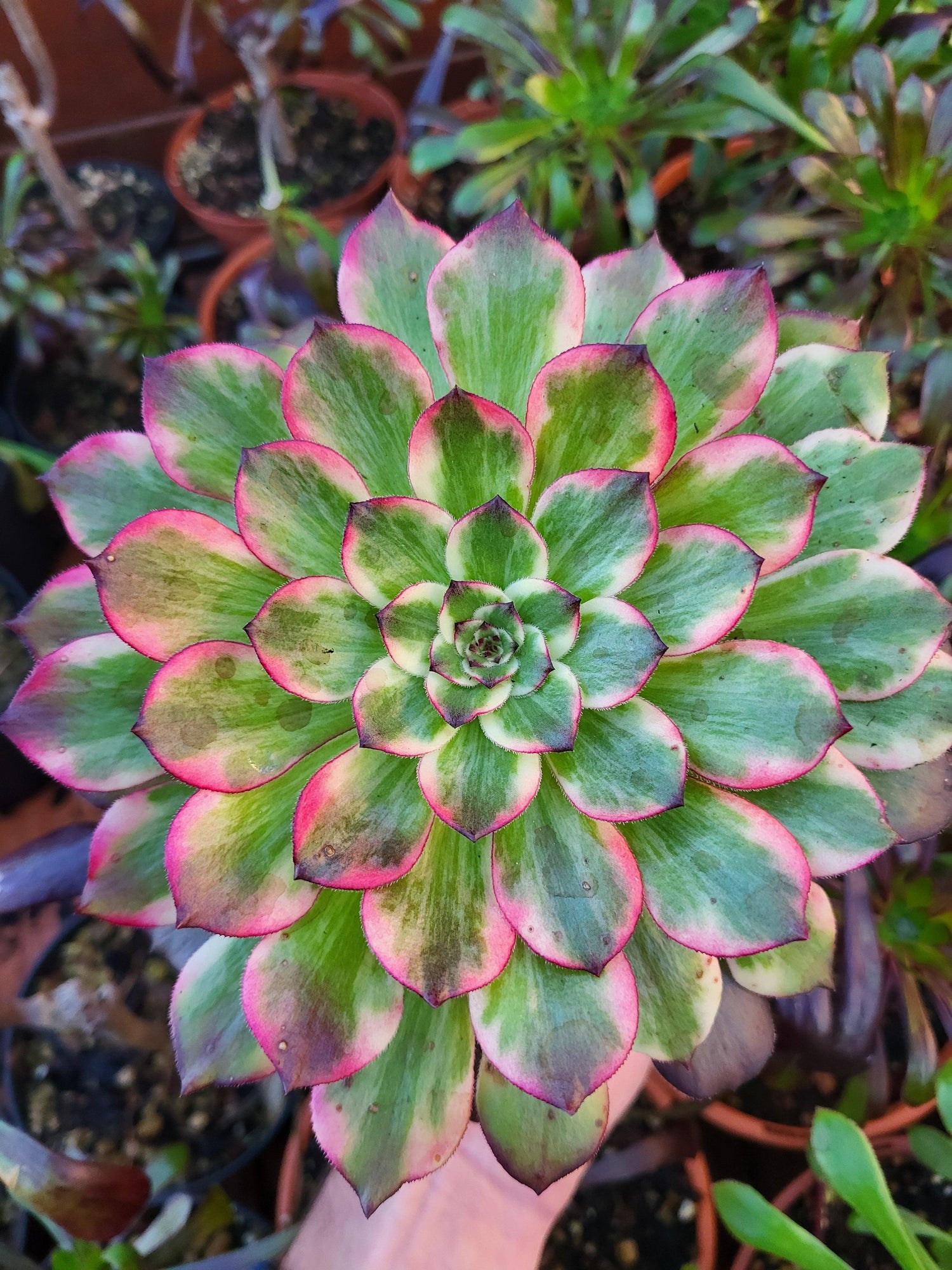 Variegated Aeonium