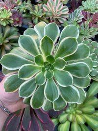Aeonium "Green Rose" variegado Cutting