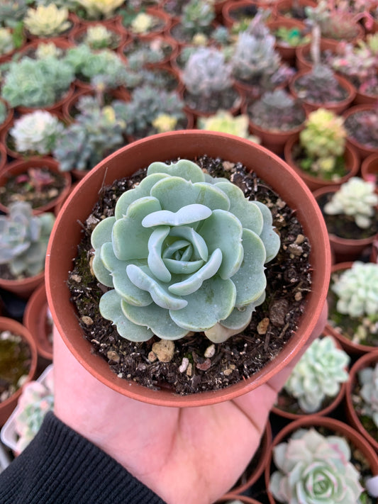 Echeveria "heart angel" Korean