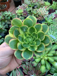 Aeonium Yellow "Halloween" variegado Cutting