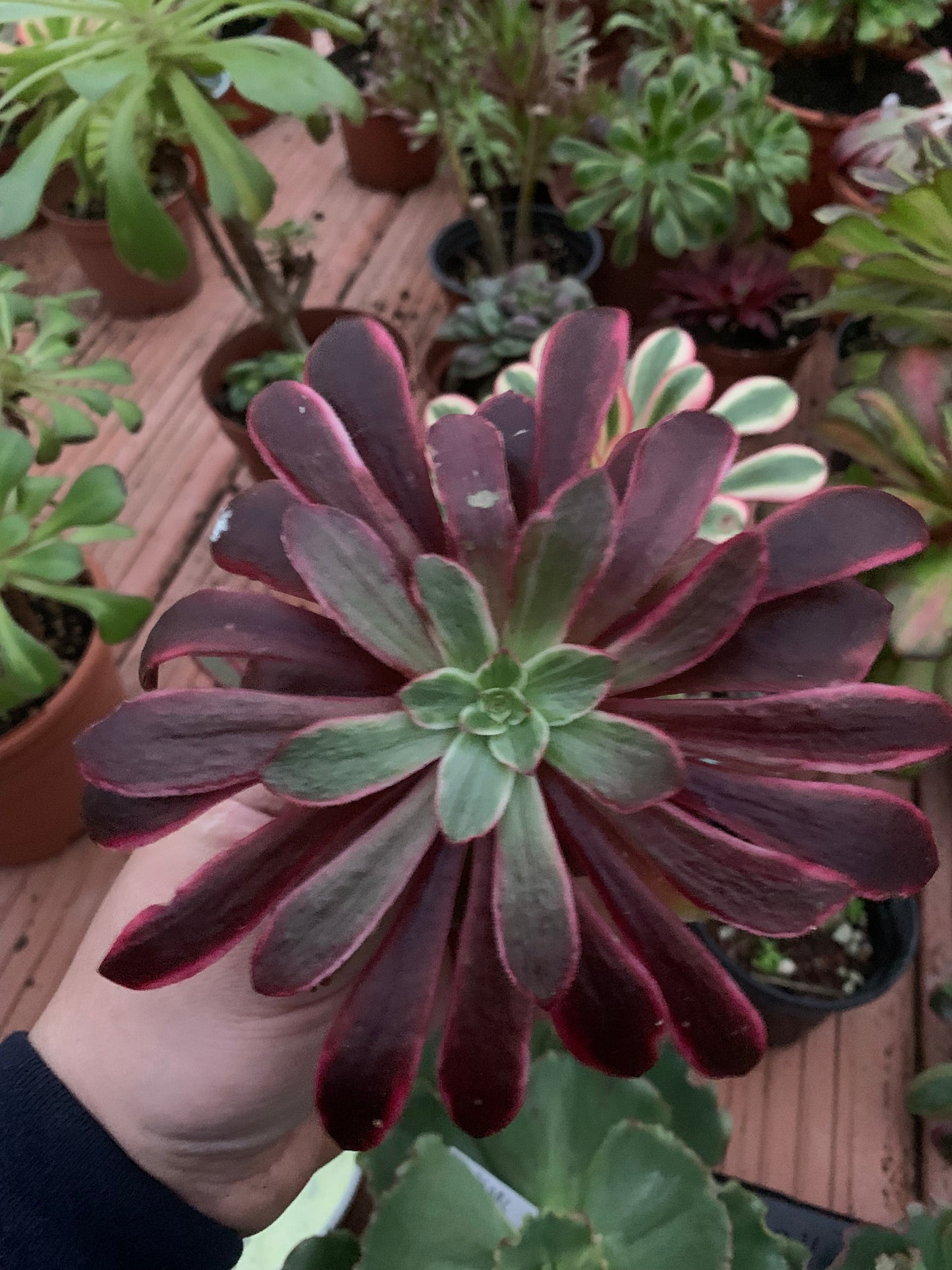 Aeonium "Weddin Dress" Variegado cutting