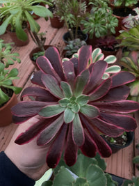 Aeonium "Weddin Dress" Variegado cutting