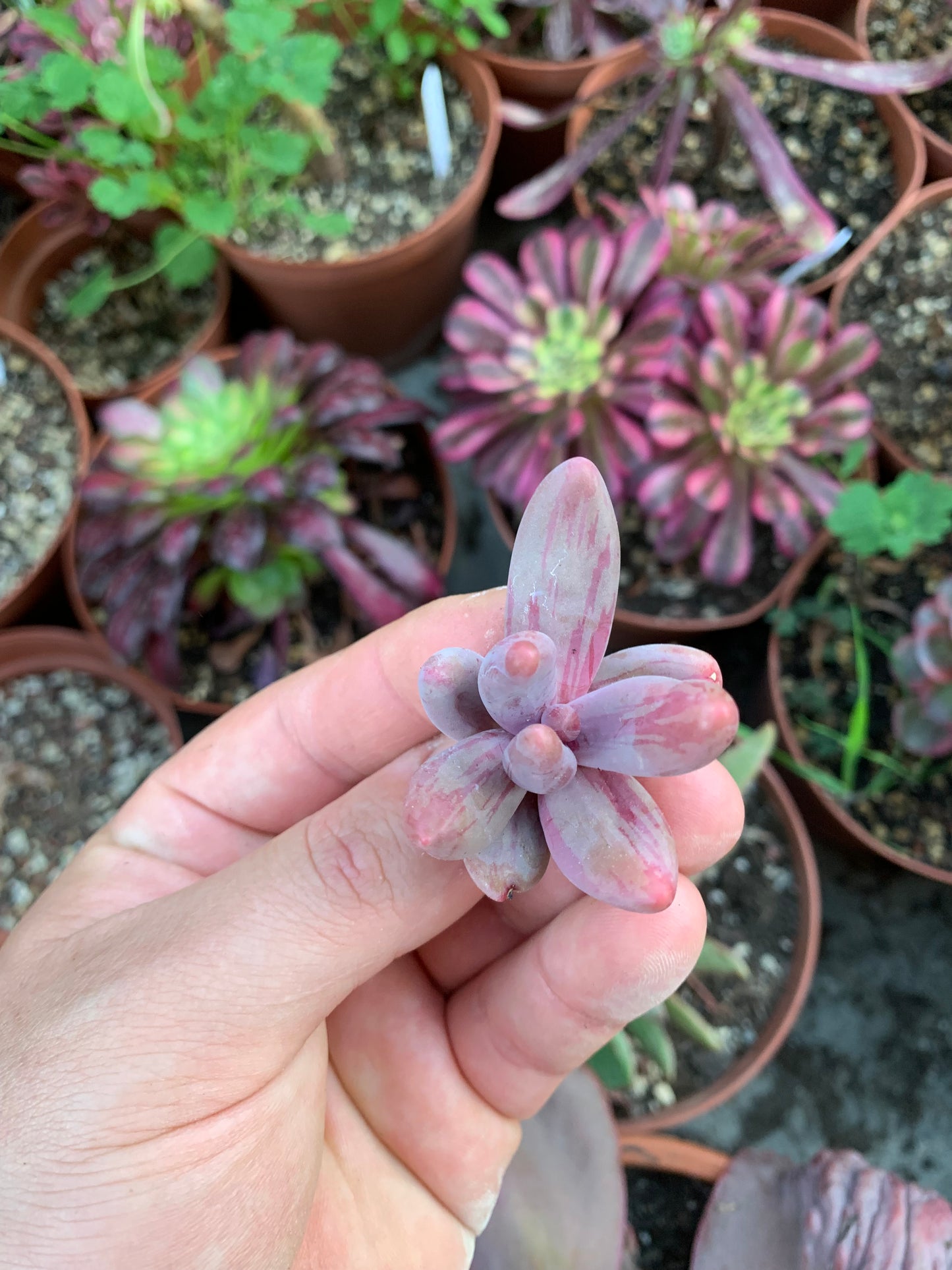 Pachysedum "Ganzhou" Variegada Korean Cutting