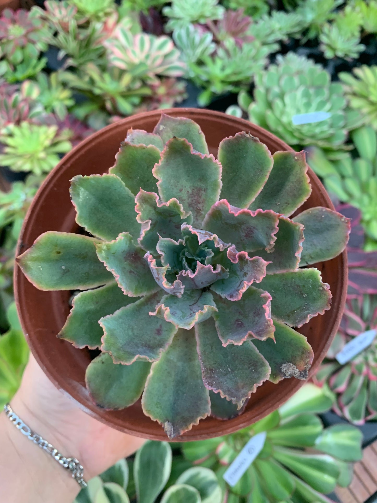Echeveria "Neon Breakers"