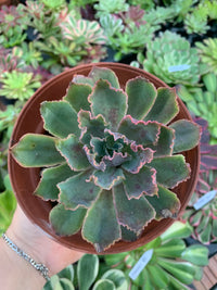 Echeveria "Neon Breakers"