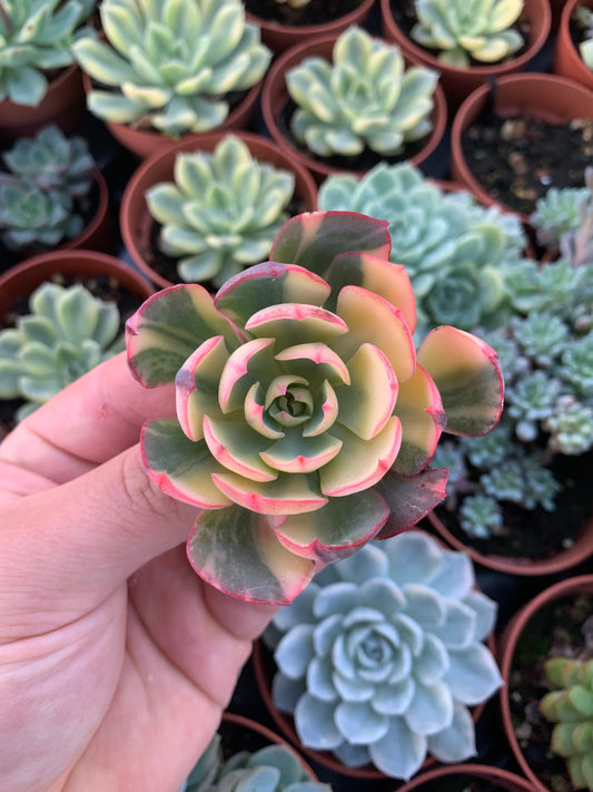 Echeveria "Amistar" Variegada Korea Cutting