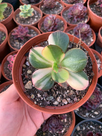 Echeveria "Prima Donna" Variegada Korean