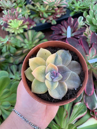 Graptopetalum "Snow White" Variegata Korean