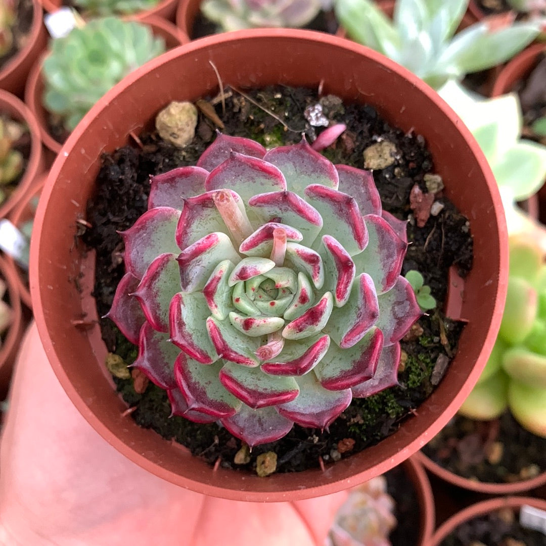 Echeveria "Black Rose"