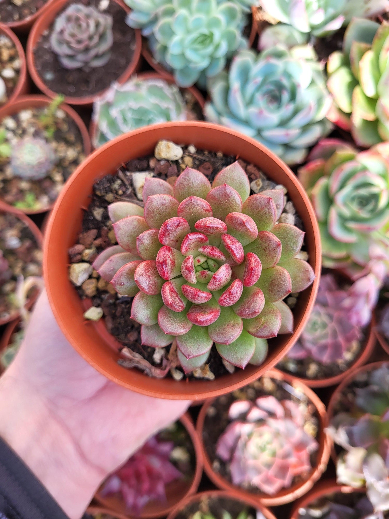 Graptoveria "Bashful" Korean - Succulovers