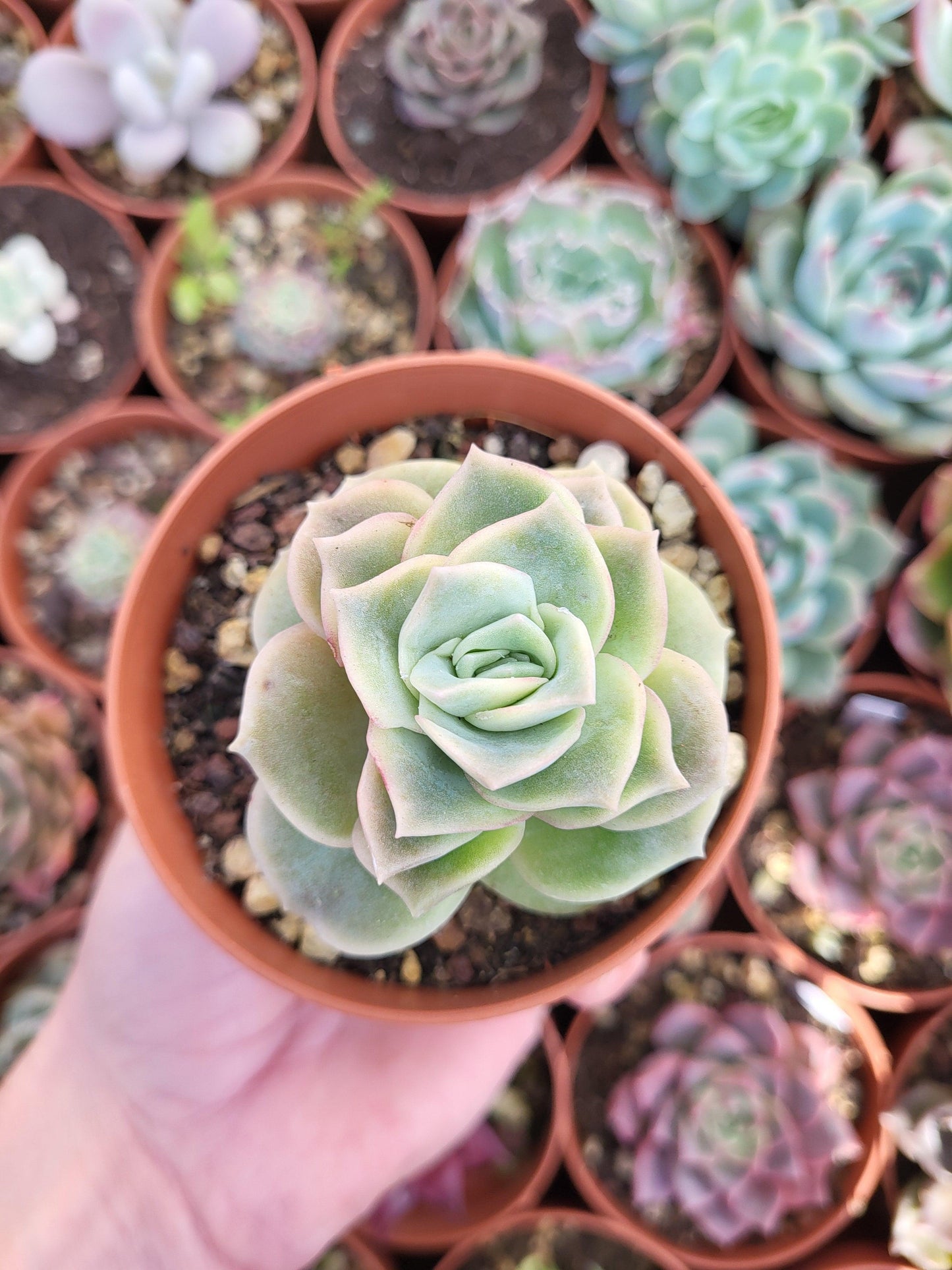 Graptoveria "Lovely Rose" - Succulovers
