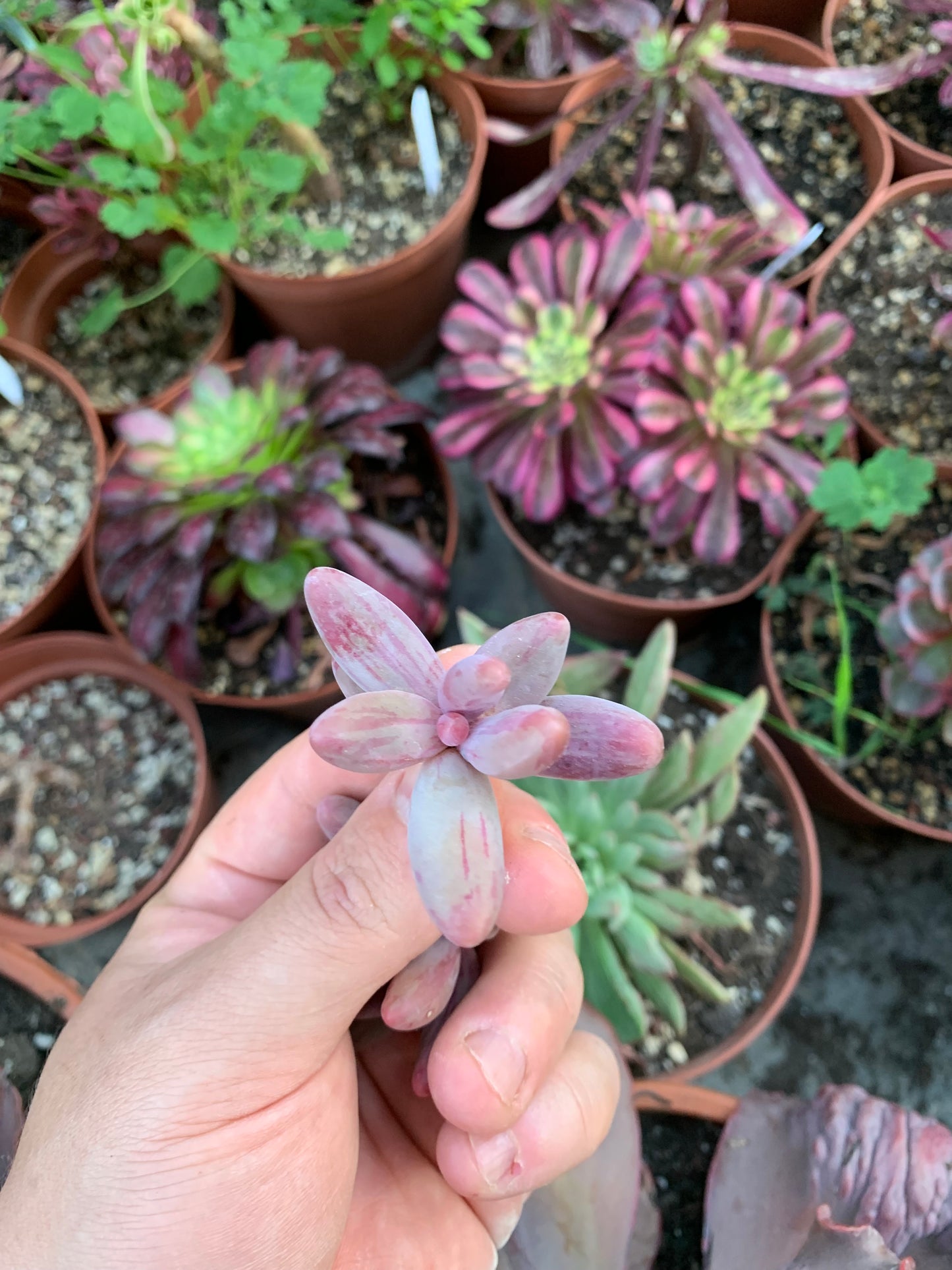 Pachysedum "Ganzhou" Variegada Korean Cutting