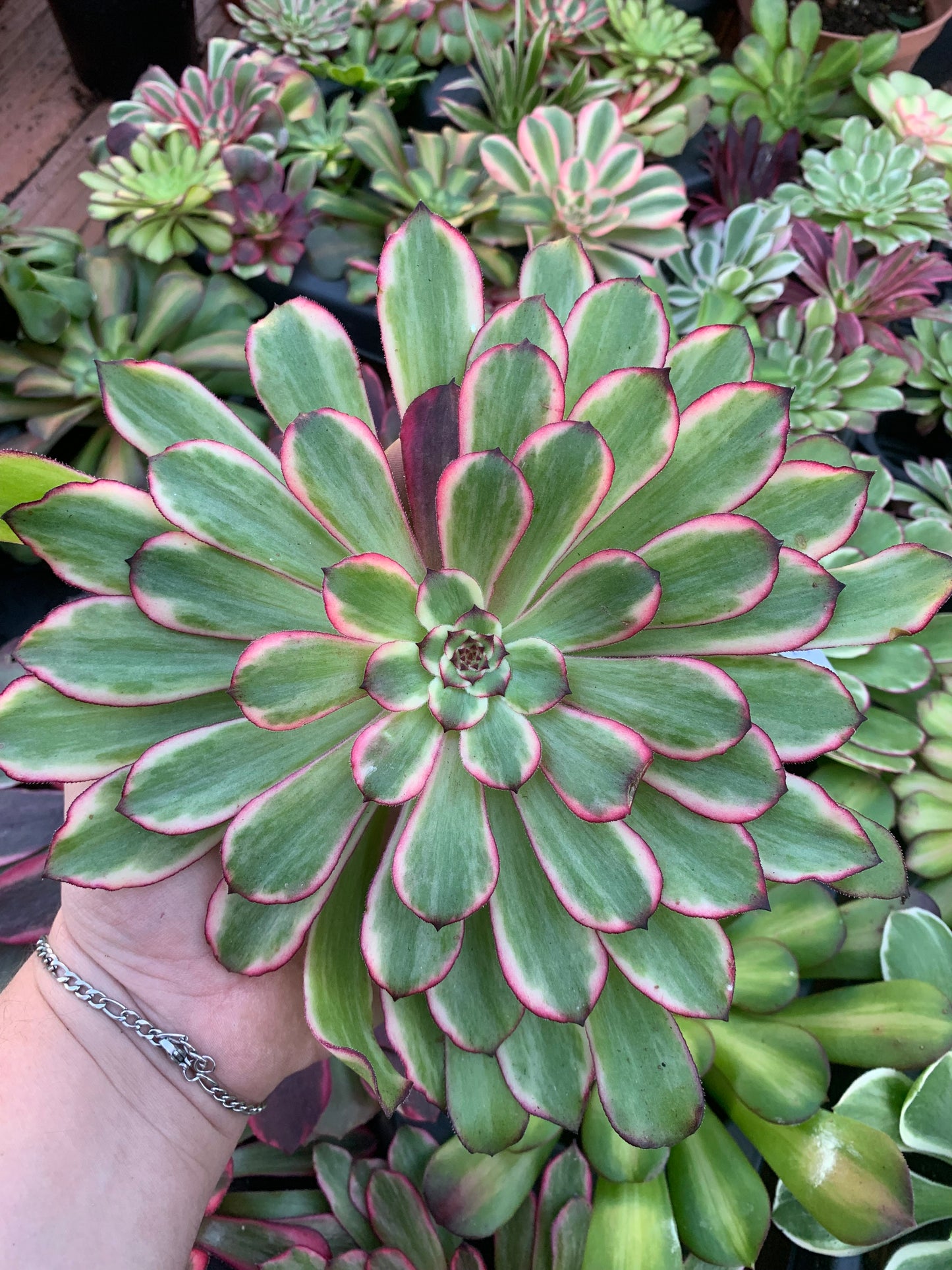 Aeonium "Snow Girl" variegado Cuttings